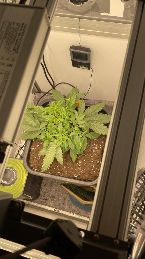 Spliff Strawberry SCROG. Week 4 - Day 28