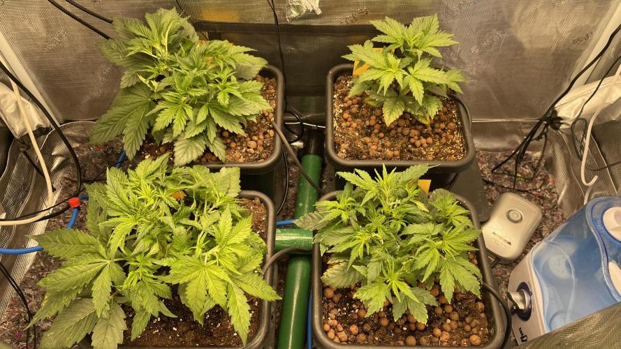 Auto Mimosa x Orange P, OGK, Night Q, G. Week 4 - Day 25