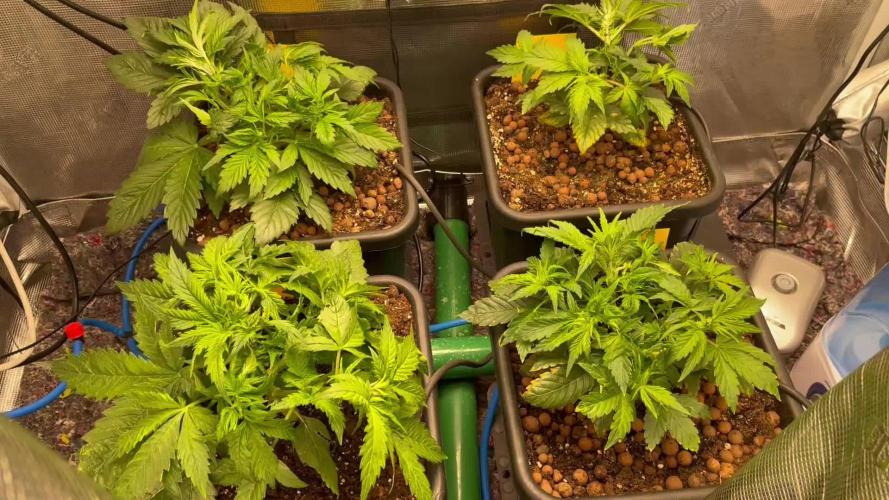 Mimosa x Orange P auto, OG K, Night Q, G