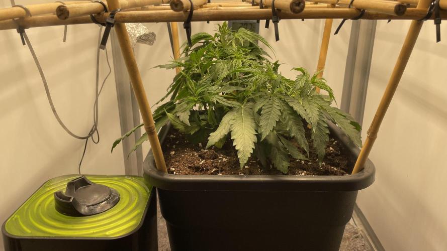 Spliff Strawberry SCROG. Week 5 - Day 32