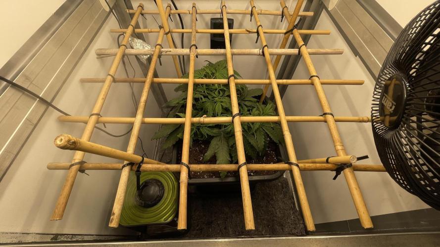 Spliff Strawberry SCROG. Week 5 - Day 32