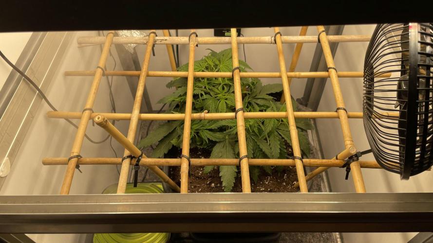 Spliff Strawberry SCROG. Week 5 - Day 32