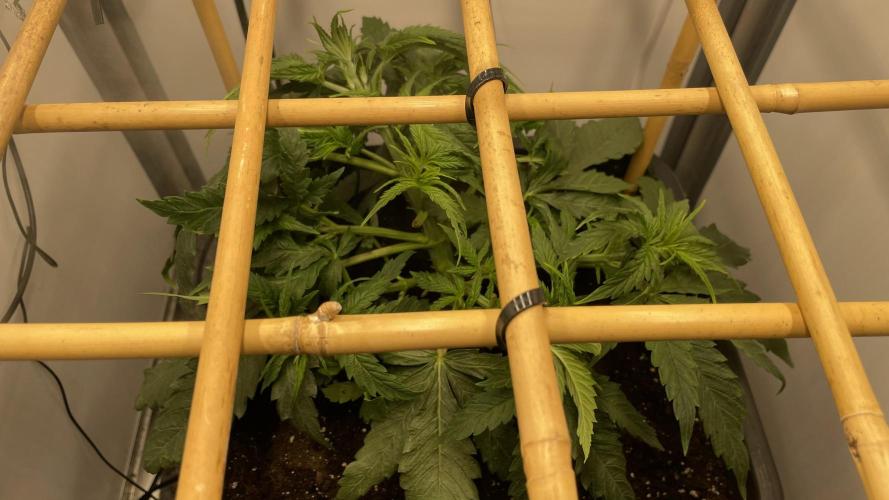 Spliff Strawberry SCROG. Week 5 - Day 32