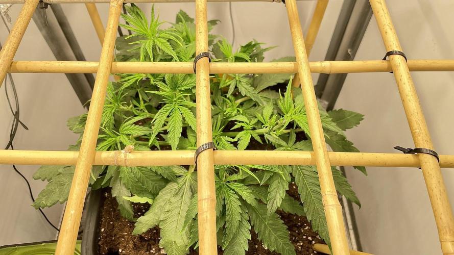 Spliff Strawberry SCROG. Week 5 - Day 33