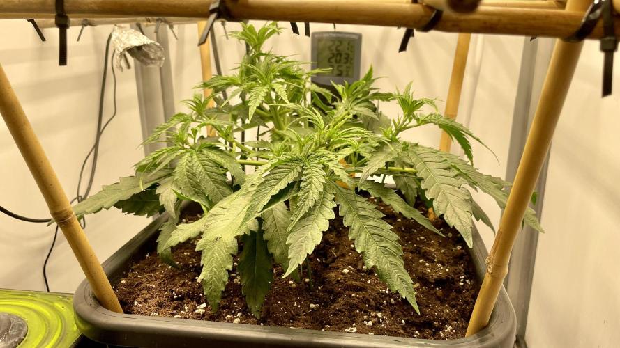 Spliff Strawberry SCROG. Week 5 - Day 33