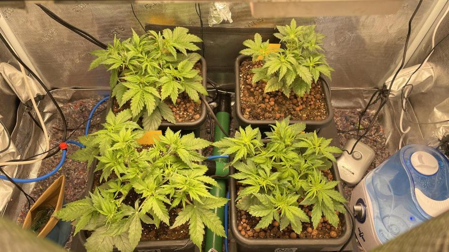 Auto Mimosa x Orange P, OGK, Night Q, G. Week 4 - Day 26