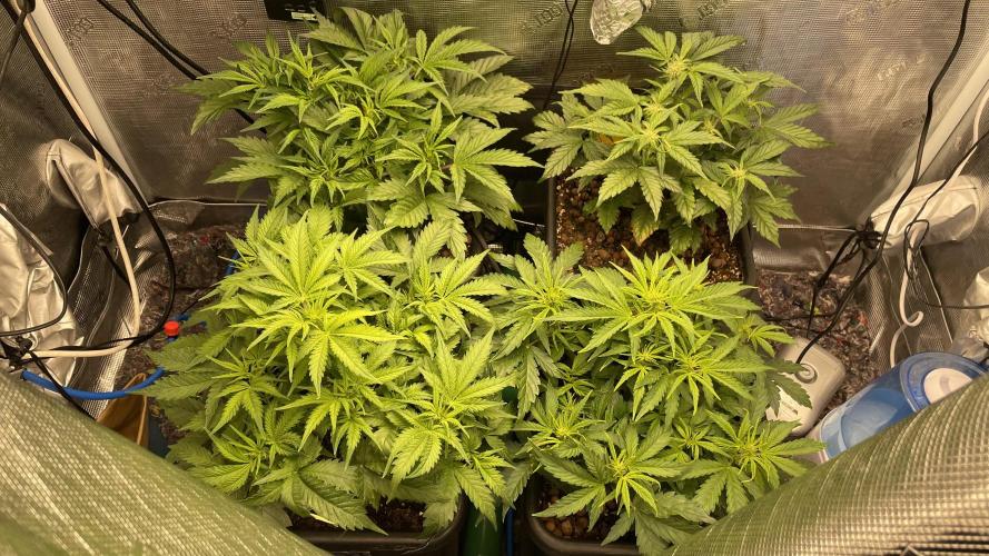 Auto Mimosa x Orange P, OGK, Night Q, G. Week 5 - Day 31 before defoliation
