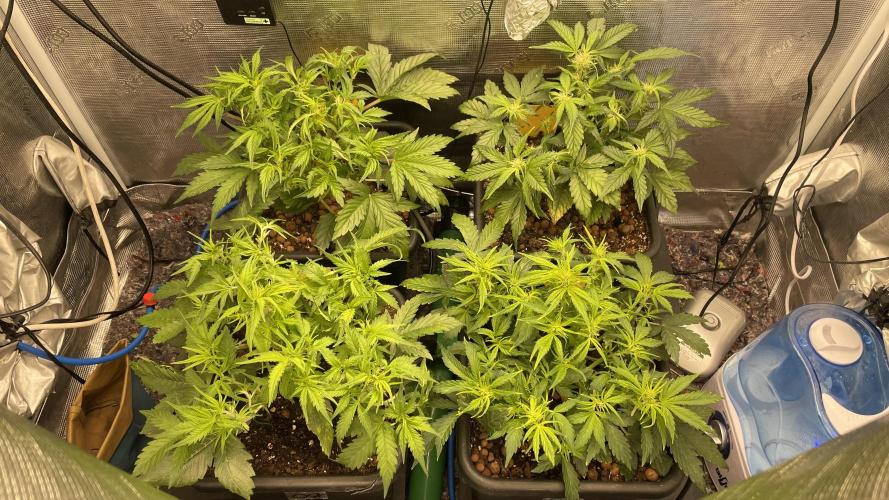 Auto Mimosa x Orange P, OGK, Night Q, G. Week 5 - Day 31 after defoliation