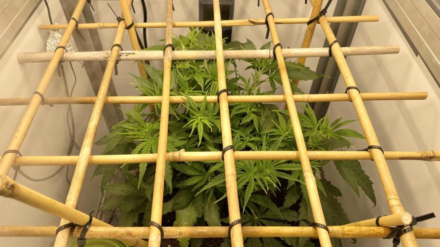 Spliff Strawberry SCROG. Week 6 - Day 38