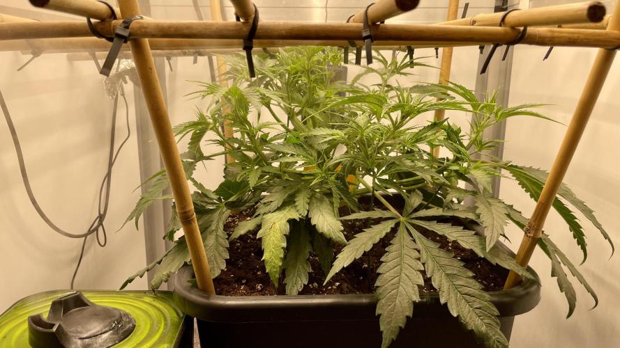 Spliff Strawberry SCROG. Week 6 - Day 38
