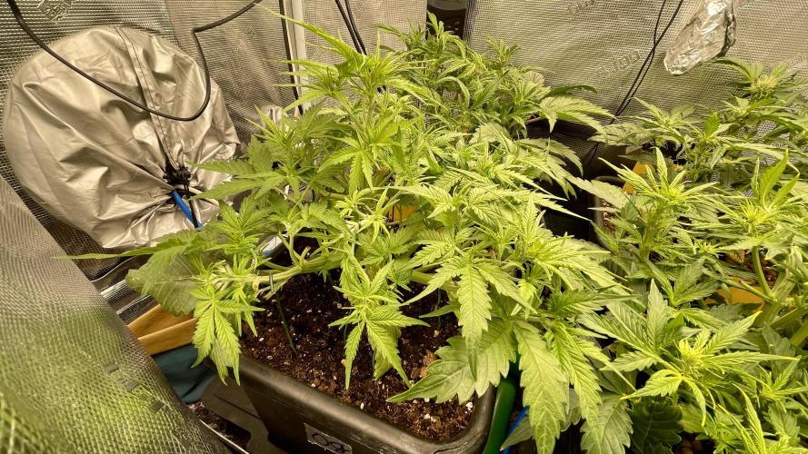 Auto Mimosa x Orange P, OGK, Night Q, G. Week 5 - Day 31