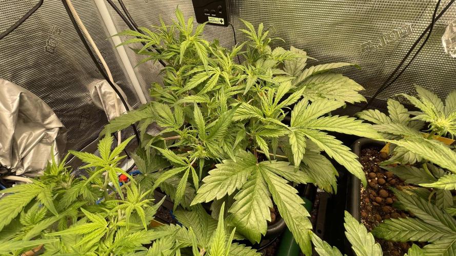 Auto Mimosa x Orange P, OGK, Night Q, G. Week 5 - Day 31