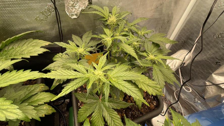 Auto Mimosa x Orange P, OGK, Night Q, G. Week 5 - Day 31