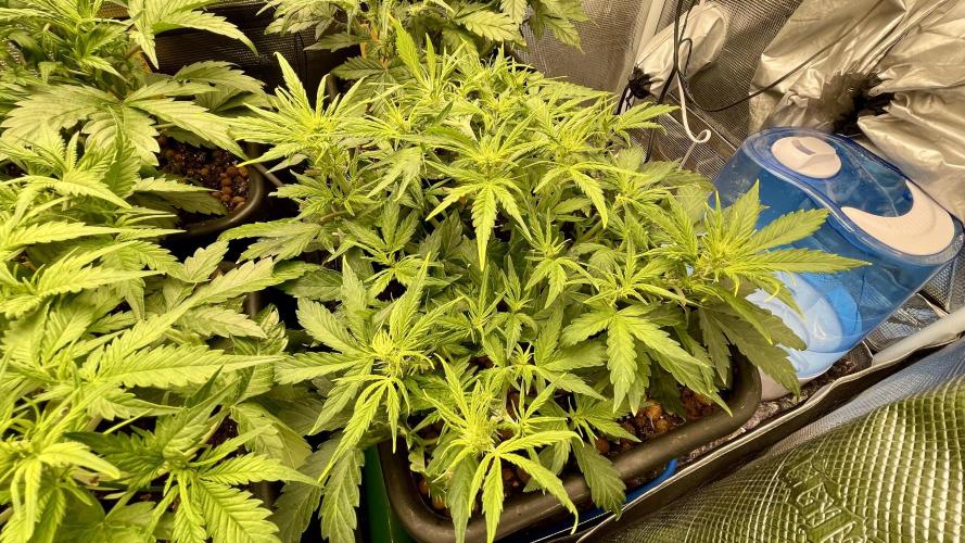 Auto Mimosa x Orange P, OGK, Night Q, G. Week 5 - Day 31