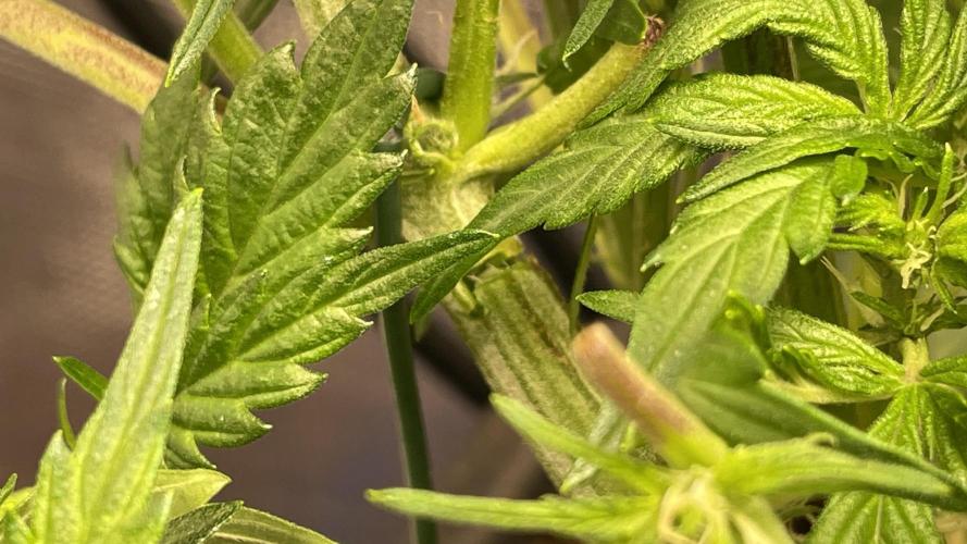 Auto Mimosa x Orange P, OGK, Night Q, G. Week 5 - Day 31 broken Mimosa x OP main stem 