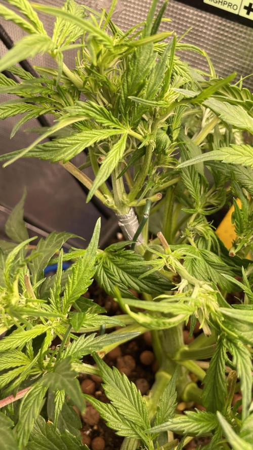 Auto Mimosa x Orange P, OGK, Night Q, G. Week 5 - Day 31 broken stem fixed with duct tape 