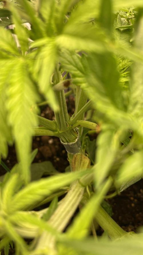 Auto Mimosa x Orange P, OGK, Night Q, G. Week 5 - Day 31 OG Kush recovered broken stem