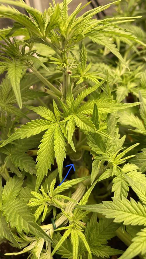 Auto Mimosa x Orange P, OGK, Night Q, G. Week 5 - Day 31 OG Kush recovered broken stem