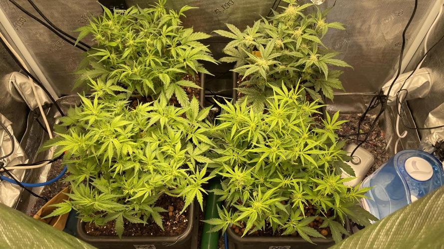 Auto Mimosa x Orange P, OGK, Night Q, G. Week 5 - Day 34