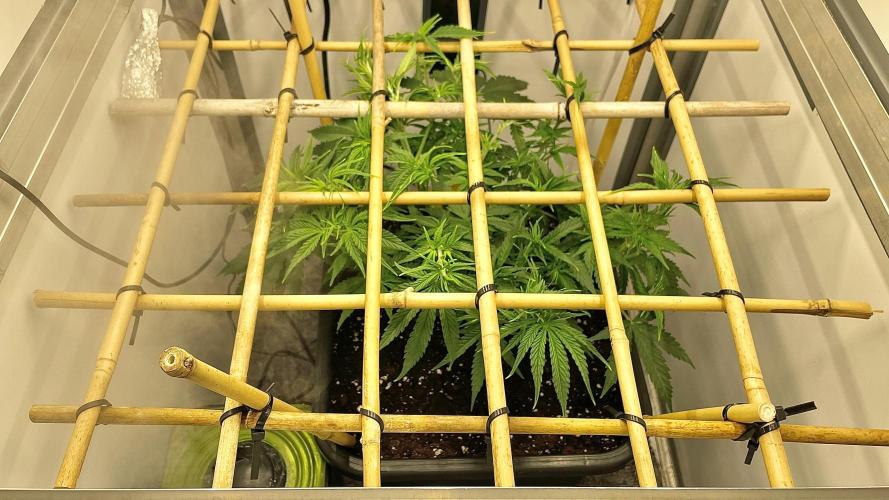 Spliff Strawberry SCROG. Week 6 - Day 41