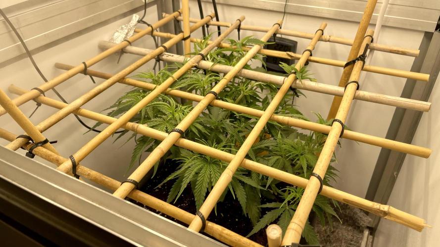 Spliff Strawberry SCROG. Week 6 - Day 41