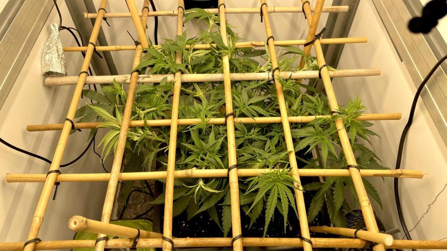 Spliff Strawberry SCROG. Week 7 - Day 45