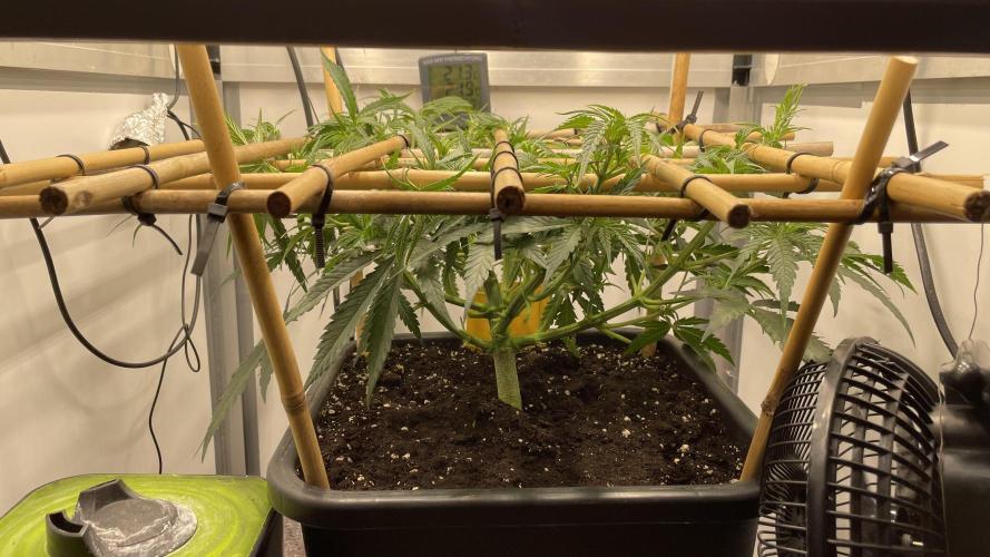 Spliffs Strawberry. Week 7