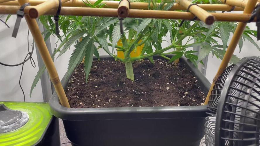 Spliff Strawberry