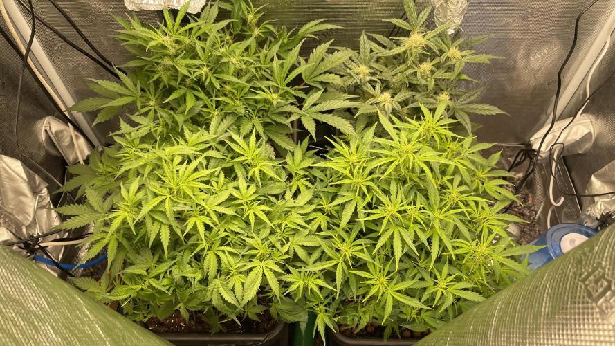 Auto Mimosa x Orange P, OGK, Night Q, G. Week 6 - Day 38