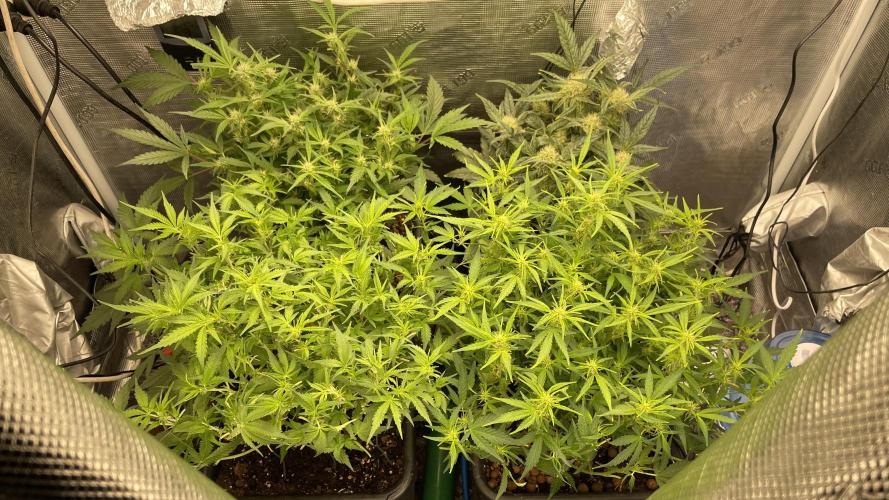 Auto Mimosa x Orange P, OGK, Night Q, G. Week 6 - Day 41