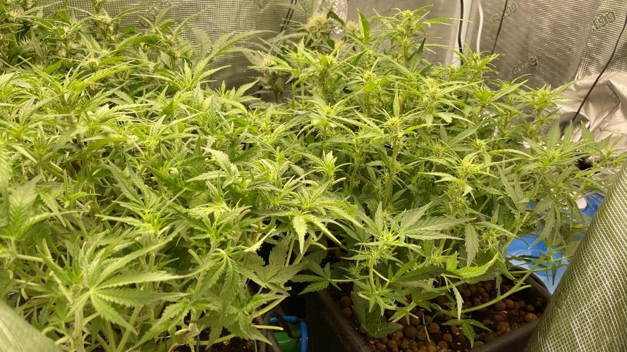 Auto Mimosa x Orange P, OGK, Night Q, G. Week 6 - Day 41