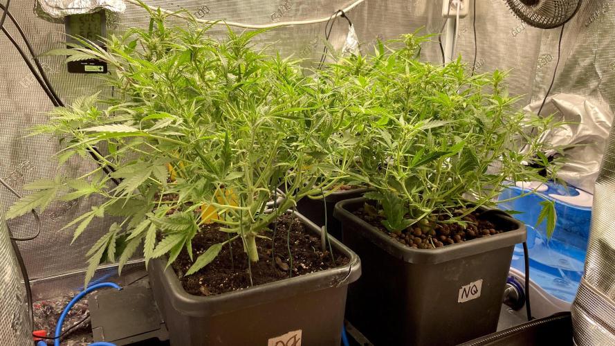 Auto Mimosa x Orange P, OGK, Night Q, G. Week 6 - Day 41