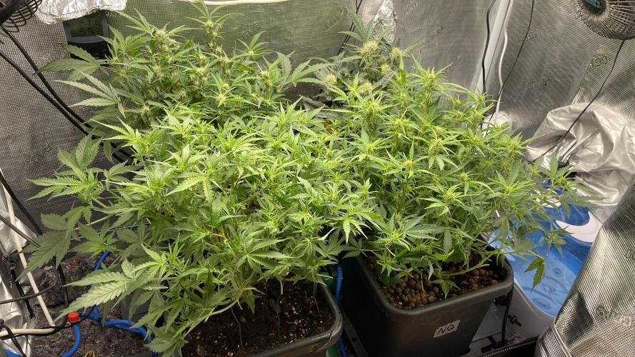 Auto Mimosa x Orange P, OGK, Night Q, G. Week 6 - Day 41