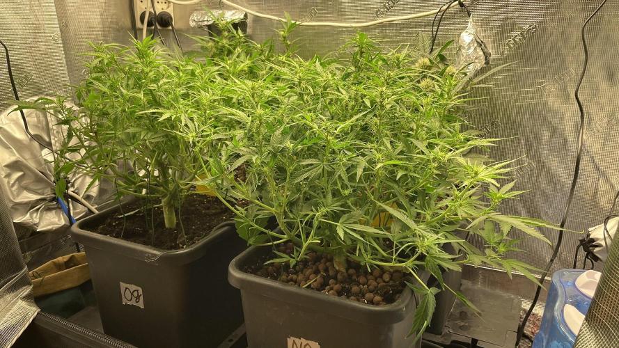 Auto Mimosa x Orange P, OGK, Night Q, G. Week 6 - Day 41