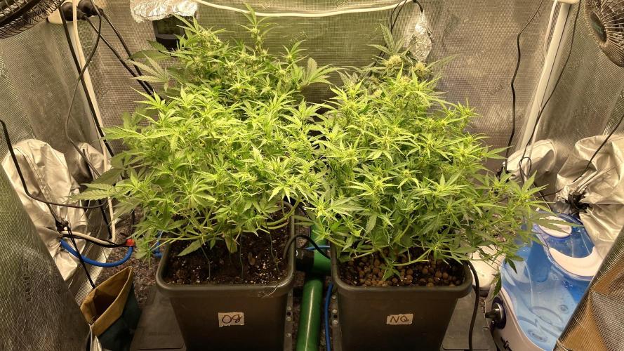 Auto Mimosa x Orange P, OGK, Night Q, G. Week 6 - Day 41
