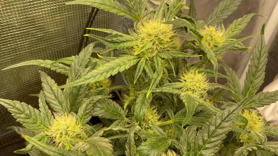 Mimosa x Orange P auto, OGK, Night Q, G