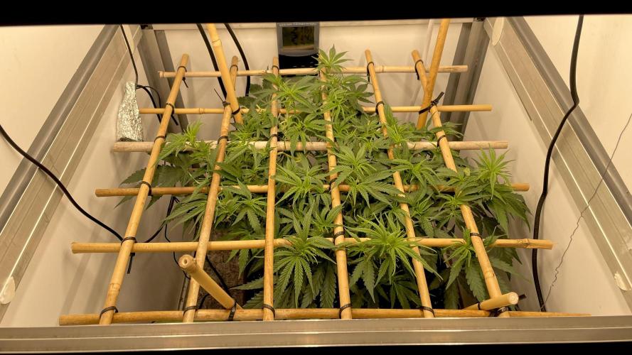 Spliff Strawberry SCROG. Week 7 - Day 48