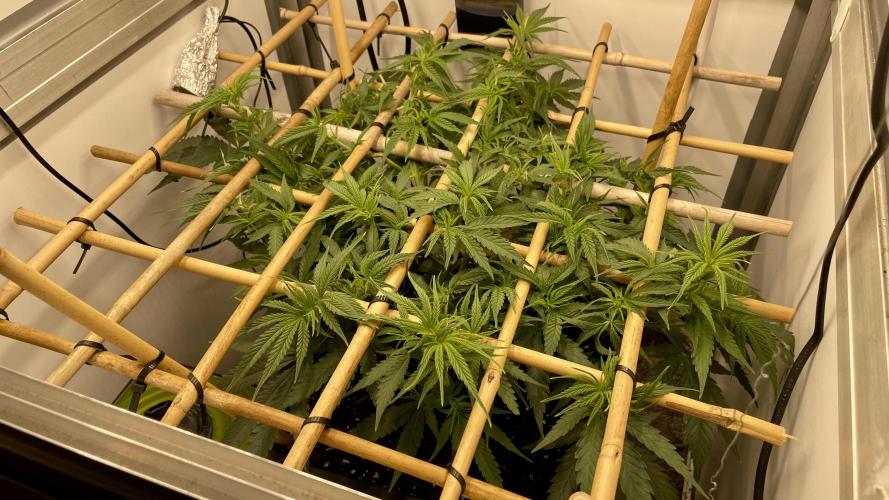 Spliff Strawberry SCROG. Week 7 - Day 48