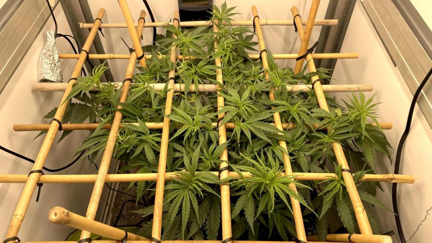 Spliff Strawberry SCROG. Week 7 - Day 48