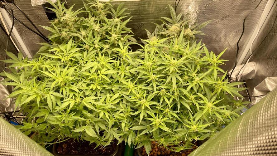 Auto Mimosa x Orange P, OGK, Night Q, G. Week 7 - Day 45 before defoliation
