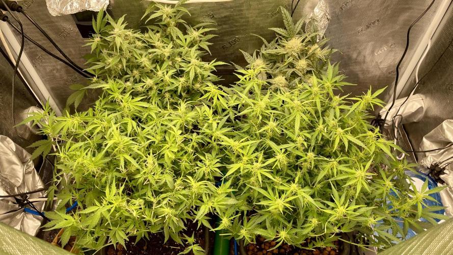 Auto Mimosa x Orange P, OGK, Night Q, G. Week 7 - Day 45 after defoliation