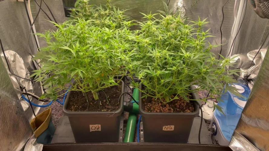 Mimosa x Orange P auto, OGK, Night Q, G