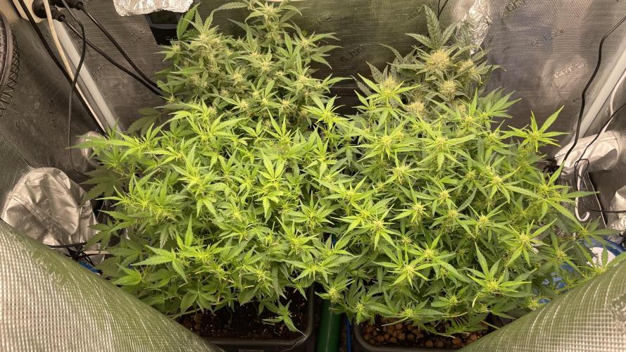 Auto Mimosa x Orange P, OGK, Night Q, G. Week 7 - Day 45