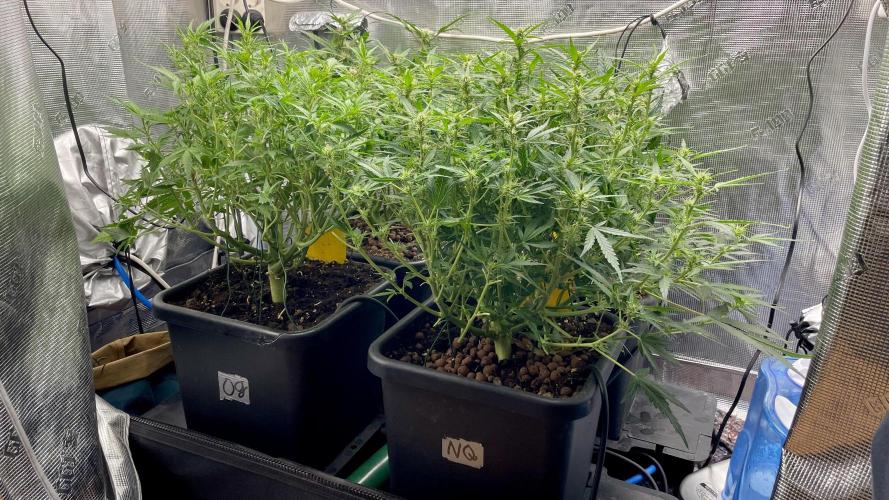 Auto Mimosa x Orange P, OGK, Night Q, G. Week 7 - Day 45