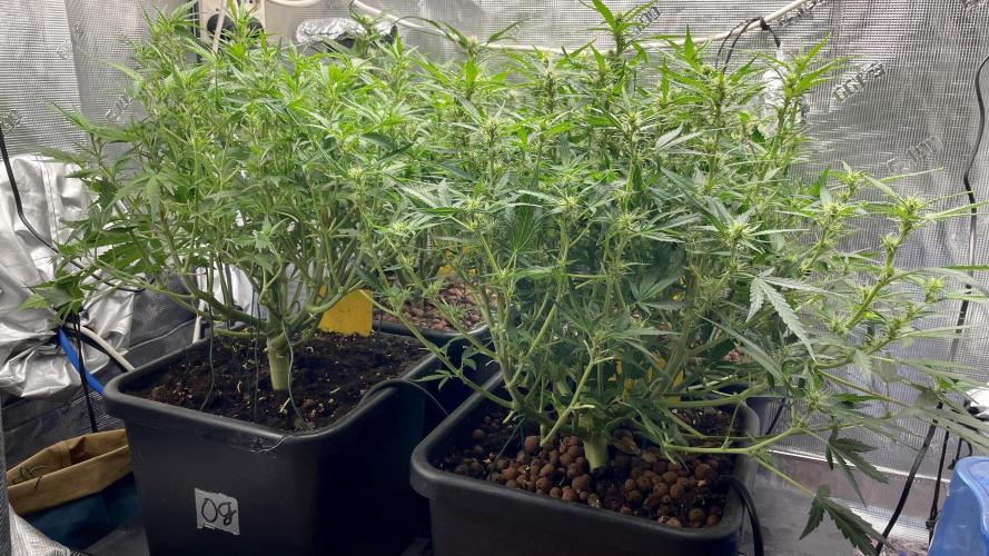 Auto Mimosa x Orange P, OGK, Night Q, G. Week 7 - Day 45