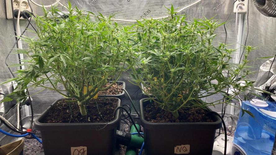 Auto Mimosa x Orange P, OGK, Night Q, G. Week 7 - Day 45