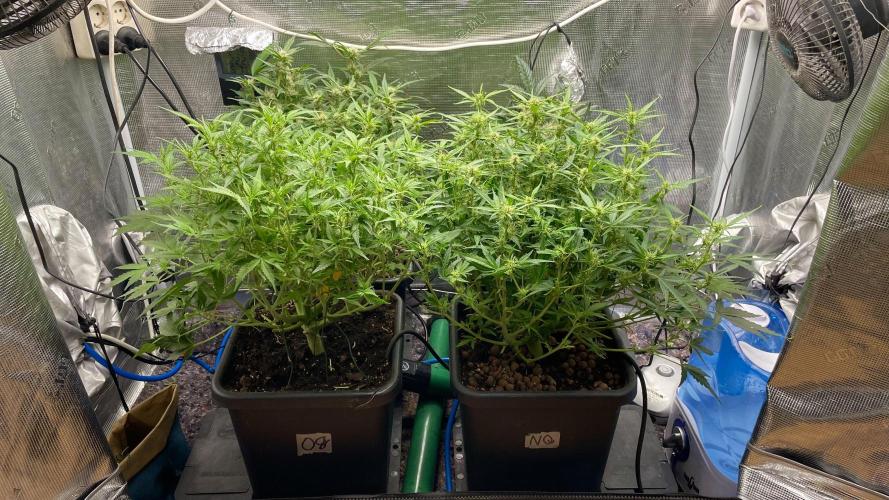 Auto Mimosa x Orange P, OGK, Night Q, G. Week 7 - Day 45