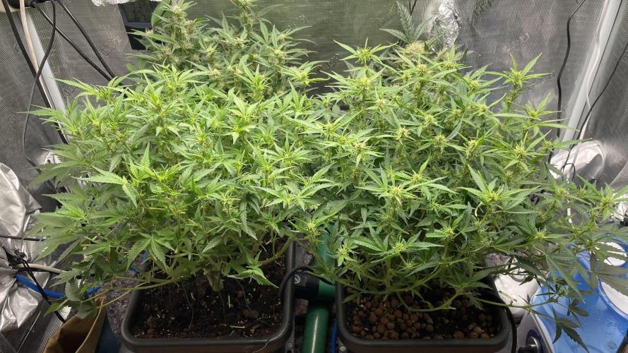 Auto Mimosa x Orange P, OGK, Night Q, G. Week 7 - Day 45