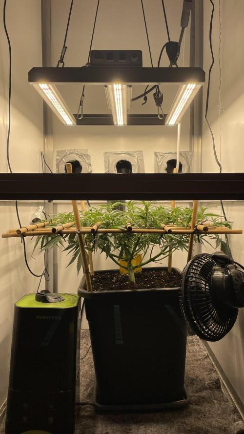 Spliff Strawberry SCROG. Week 8 - Day 49