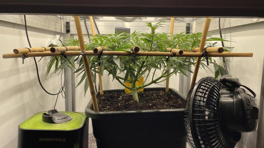 Spliff Strawberry SCROG. Week 8 - Day 49
